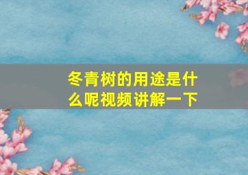 冬青树的用途是什么呢视频讲解一下