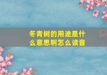 冬青树的用途是什么意思啊怎么读音