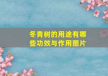 冬青树的用途有哪些功效与作用图片