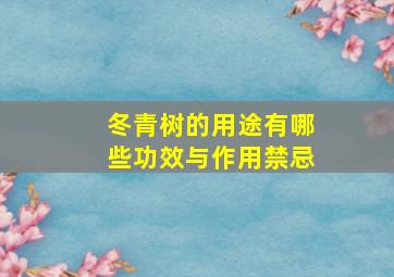 冬青树的用途有哪些功效与作用禁忌