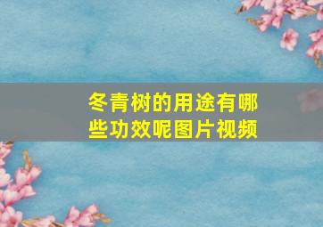 冬青树的用途有哪些功效呢图片视频