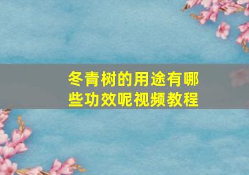 冬青树的用途有哪些功效呢视频教程