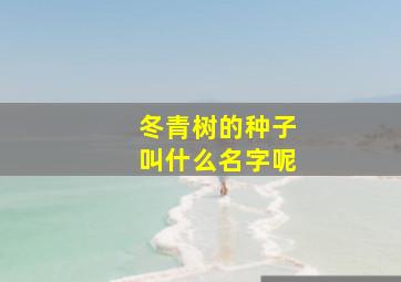 冬青树的种子叫什么名字呢