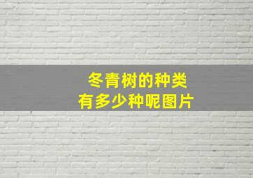 冬青树的种类有多少种呢图片