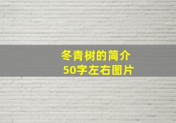 冬青树的简介50字左右图片