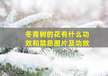 冬青树的花有什么功效和禁忌图片及功效