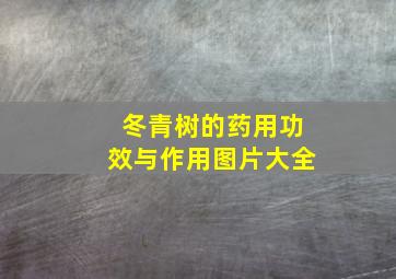 冬青树的药用功效与作用图片大全