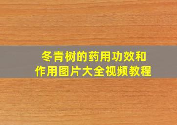 冬青树的药用功效和作用图片大全视频教程