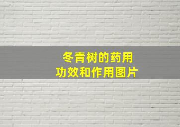 冬青树的药用功效和作用图片