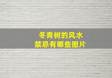 冬青树的风水禁忌有哪些图片