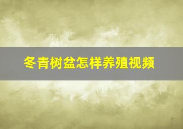 冬青树盆怎样养殖视频