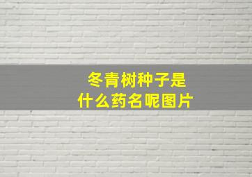 冬青树种子是什么药名呢图片