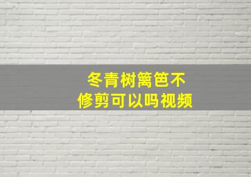 冬青树篱笆不修剪可以吗视频