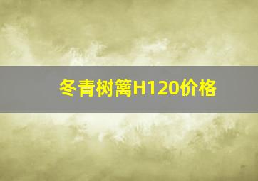 冬青树篱H120价格