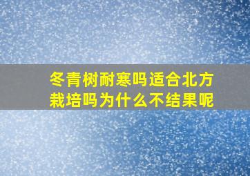 冬青树耐寒吗适合北方栽培吗为什么不结果呢