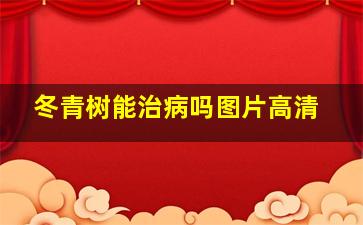 冬青树能治病吗图片高清