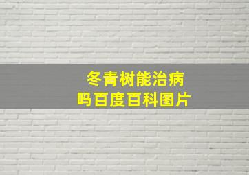 冬青树能治病吗百度百科图片