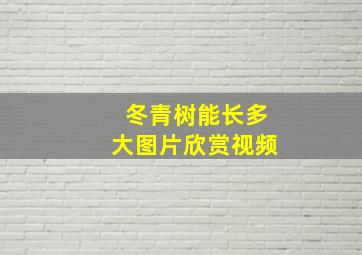 冬青树能长多大图片欣赏视频