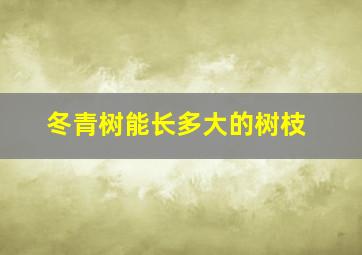 冬青树能长多大的树枝