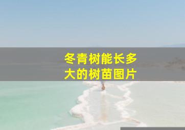 冬青树能长多大的树苗图片