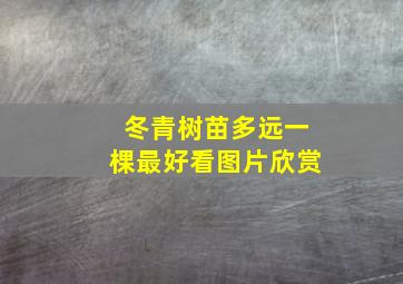 冬青树苗多远一棵最好看图片欣赏