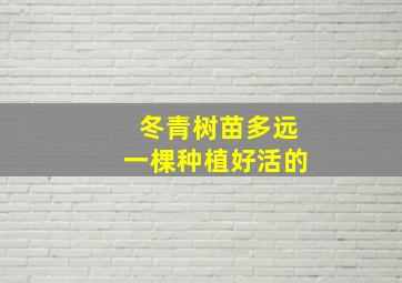 冬青树苗多远一棵种植好活的