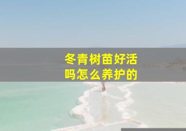 冬青树苗好活吗怎么养护的