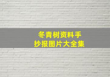 冬青树资料手抄报图片大全集