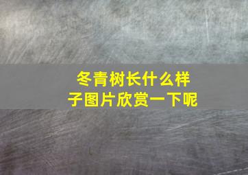 冬青树长什么样子图片欣赏一下呢