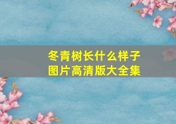 冬青树长什么样子图片高清版大全集