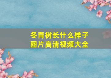 冬青树长什么样子图片高清视频大全