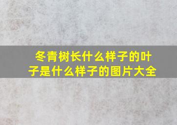 冬青树长什么样子的叶子是什么样子的图片大全