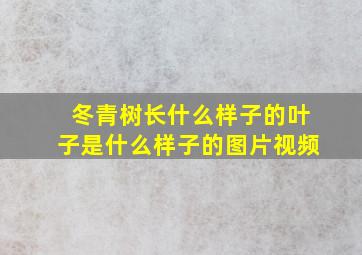 冬青树长什么样子的叶子是什么样子的图片视频