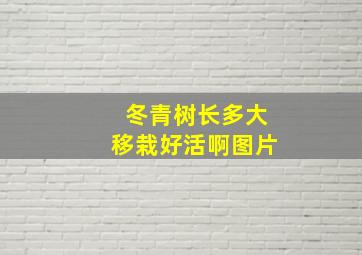 冬青树长多大移栽好活啊图片