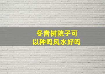 冬青树院子可以种吗风水好吗