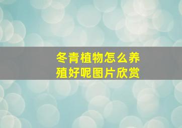 冬青植物怎么养殖好呢图片欣赏