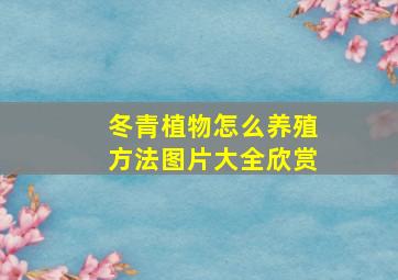 冬青植物怎么养殖方法图片大全欣赏