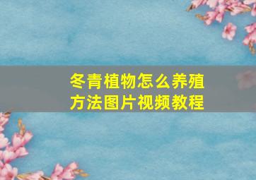 冬青植物怎么养殖方法图片视频教程