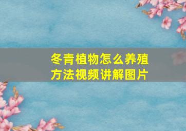 冬青植物怎么养殖方法视频讲解图片