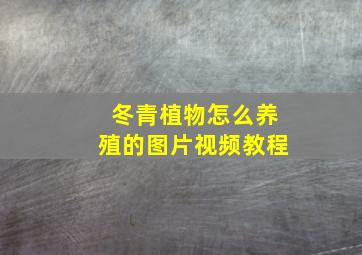 冬青植物怎么养殖的图片视频教程