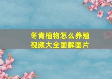 冬青植物怎么养殖视频大全图解图片