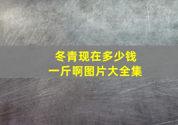 冬青现在多少钱一斤啊图片大全集