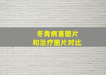 冬青病害图片和治疗图片对比