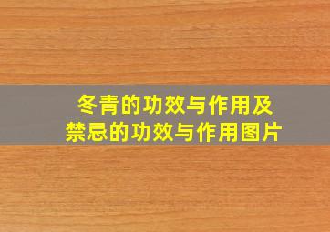 冬青的功效与作用及禁忌的功效与作用图片