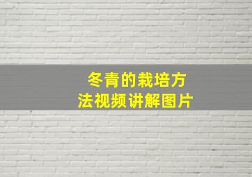 冬青的栽培方法视频讲解图片