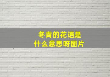 冬青的花语是什么意思呀图片