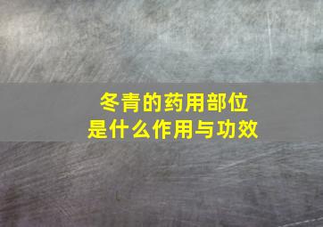 冬青的药用部位是什么作用与功效