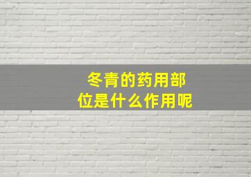 冬青的药用部位是什么作用呢