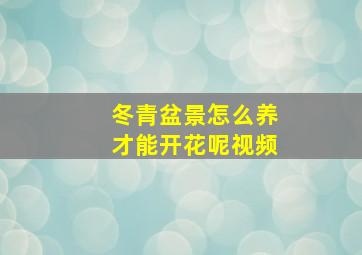 冬青盆景怎么养才能开花呢视频