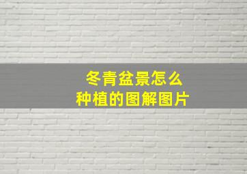 冬青盆景怎么种植的图解图片